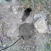 Mainly for Defense Rodents Protect Your Home Garden Farm