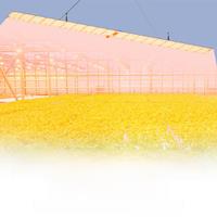 350W Grow Light LED Full Spectrum Quantum Board Plant Lamp Hydroponic Vegetables Seedlings Flowering Fruiting Indoor Cultivation