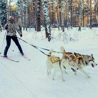 Dog Sled Harness Pet Weight Pulling Sledding Harness Mushing X Back Harness For Large Dogs Husky