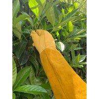 Thorn Proof Gardening Cowhide Gloves Rose Pruning Beekeeping Work Glove Men Women Garden Pruning Forearm Protection Gloves
