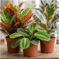 Doorstep Plants Colourful Foliage Multicolour House Plant - Pack of 3