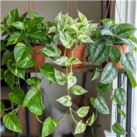 Doorstep Plants Trailing Multicolour House Plant - Pack of 3