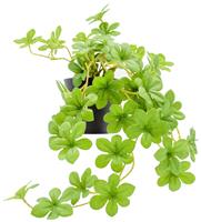 Habitat Medium Artificial Trailing Plant - Green