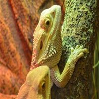 Red Letter Days Lemur and Reptile Experience For Two