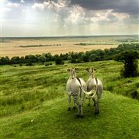 Buyagift Port Lympne Reserve Afternoon Tea Gift Experience