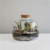 Ivyline Bowl Shape Large Terrarium DIY Kit