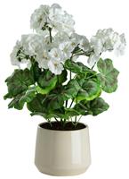 Argos Home Artificial Geranium in Ceramic Pot - Cream