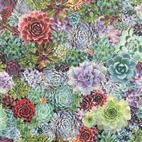 Arthouse Succulent Living Multi Wallpaper