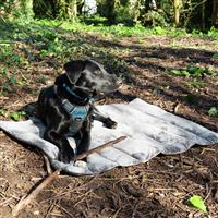 Scruffs Roll Out Travel Pet Bed-Large
