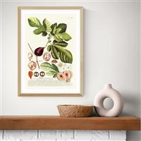 East End Prints Ficus Oak Frame Art Print - A2
