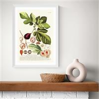 East End Prints Ficus White Frame Art Print - A2