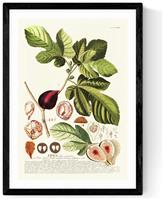 East End Prints Ficus Black Frame Art Print - A3