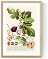 East End Prints Ficus Oak Frame Art Print - A3