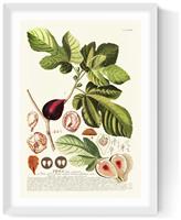 East End Prints Ficus White Frame Art Print - A3