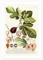East End Prints Ficus Art Print - A3