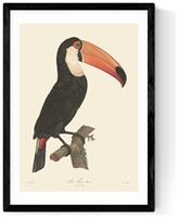 East End Prints Toucan Black Frame Art Print - A3