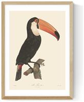 East End Prints Toucan Oak Frame Art Print - A3