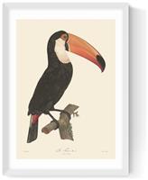 East End Prints Toucan White Frame Art Print - A3