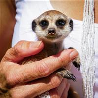 Activity Superstore Meet The Meerkats For 2 Digital Download
