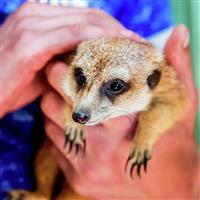 Activity Superstore Animal Encounters Gift Digital Download