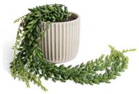 Habitat Artificial Green Succulent in Cream Ceramic Pot