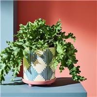 Habitat Harlequin Ceramic Blue Planter with Saucer