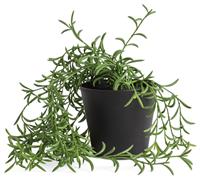Habitat Artificial Green Trailing Fern Plant - 22.5cm