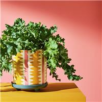 Habitat Stripe Ceramic Yellow Planter with Saucer