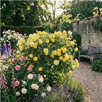 Accelopack Patio Bush 90cm Yellow Rose Plant
