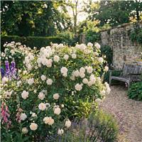 Accelopack Patio Bush 90cm White Rose Plant