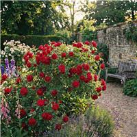 Accelopack Patio Bush 90cm Red Rose Plant
