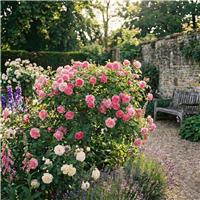 Accelopack Patio Bush 90cm Pink Rose Plant