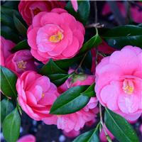Accelopack Camellia 150cm Pink Plant