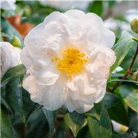 Accelopack Camellia 150cm White Plant
