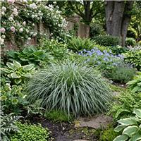 Accelopack Carex Everest 60cm Green Sedge Plant