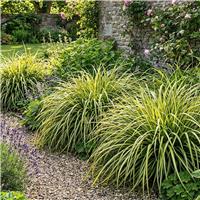 Accelopack Carex Evergold 60cm Green Sedge Plant in 2L Pot