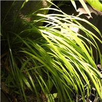 Accelopack Carex Everillo 60cm Green Sedge Plant