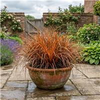 Accelopack Carex Prairie Fire 60cm Green Sedge Plant