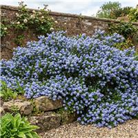 Accelopack California Lilac Repens 200cm Blue Shrub Plant