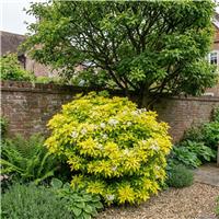 Accelopack Choisya Sundance 250cm White Shrub Plant