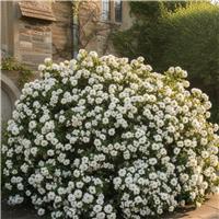 Accelopack Choisya Ternata 250cm White Shrub Plant