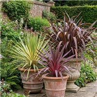Accelopack Cordyline Red, Charlie & Torbay Plant - Set of 6