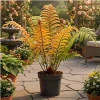 Accelopack Dryopteris Jurassic Gold 60cm Green Plant