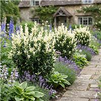 Accelopack Euonymus Paloma Blanca 250cm Green Plant