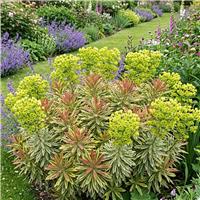 Accelopack Euphorbia Ascot Rainbow 60cm Perennial Plant