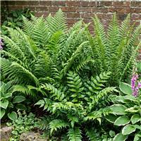 Accelopack Green Fern Mix Plant - Set of 6