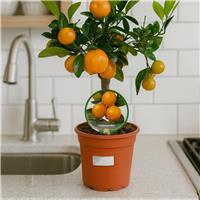Accelopack Mini Calamondin 80cm White Citrus Plant
