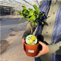 Accelopack Mini Keffir Lime 80cm White Citrus Plant