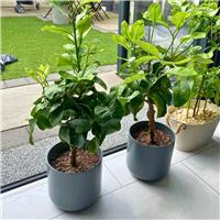 Accelopack Mini Lemon Tree 80cm White Citrus Plant