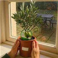 Accelopack Mini Olive Bush 90cm White Plant